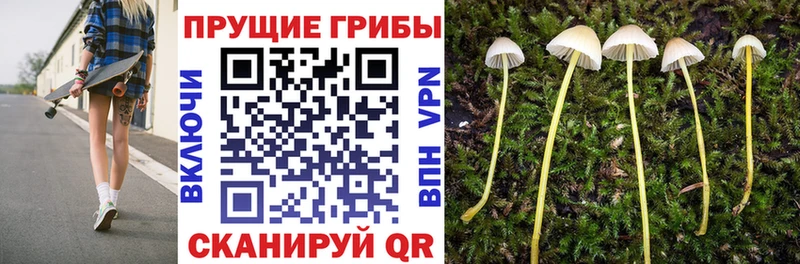 Галлюциногенные грибы Psilocybine cubensis  Саратов 